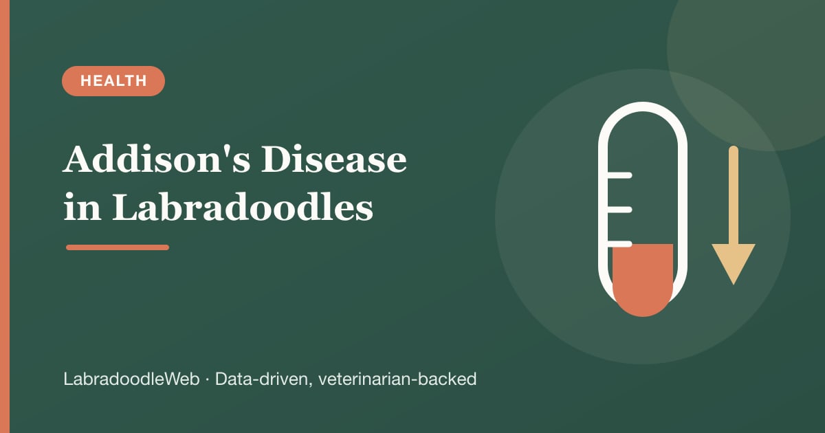 Addison's Disease in Labradoodles: The Silent Killer