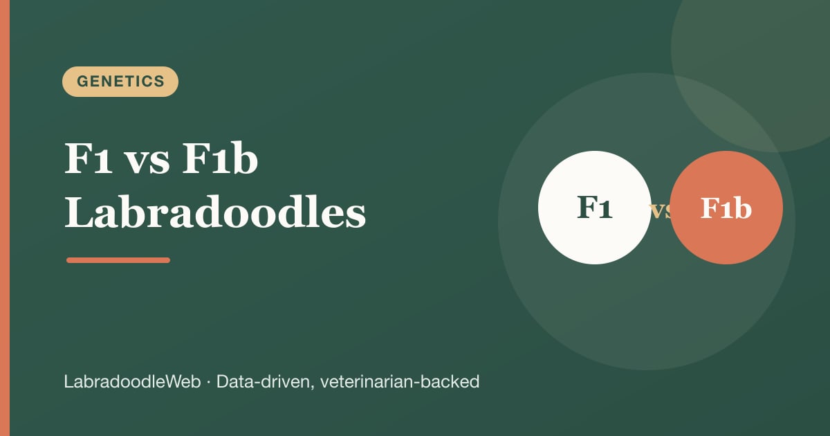 F1 vs F1b Labradoodles: The Genetics Explained