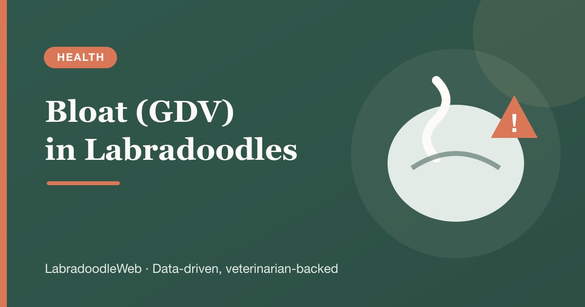 Bloat (GDV) in Labradoodles: The Silent Killer