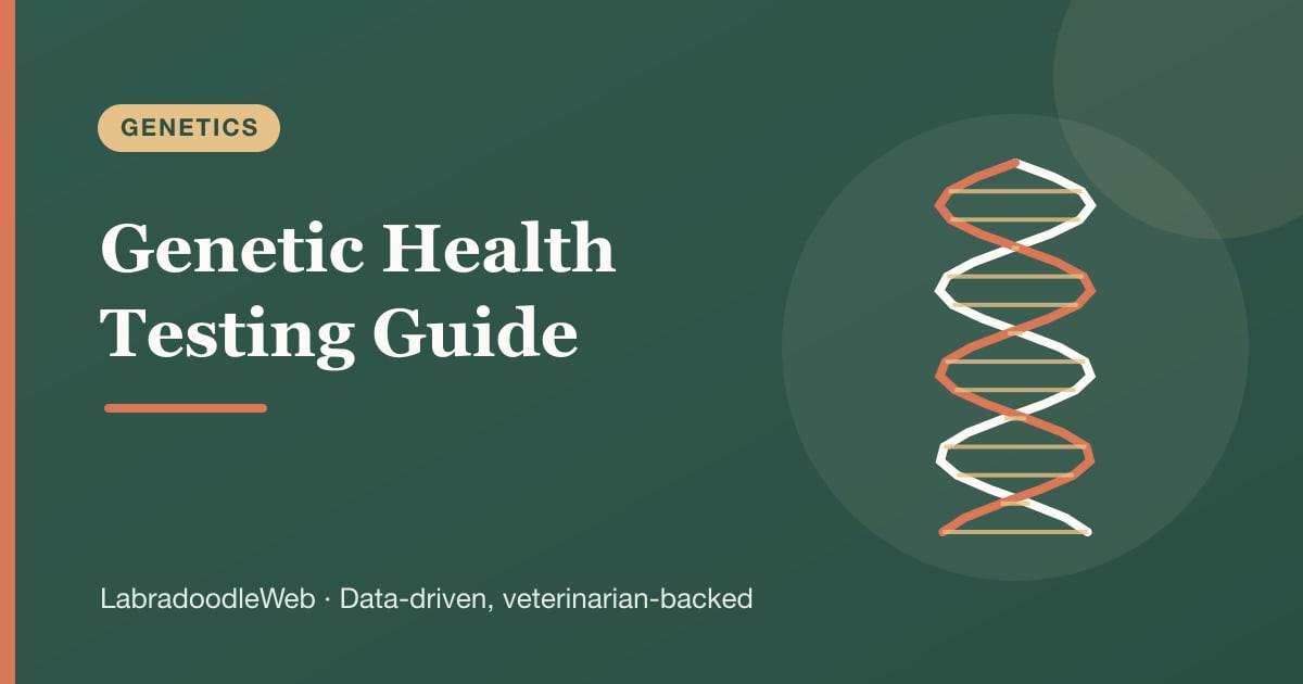 Labradoodle Genetic Health Testing: The Complete Guide