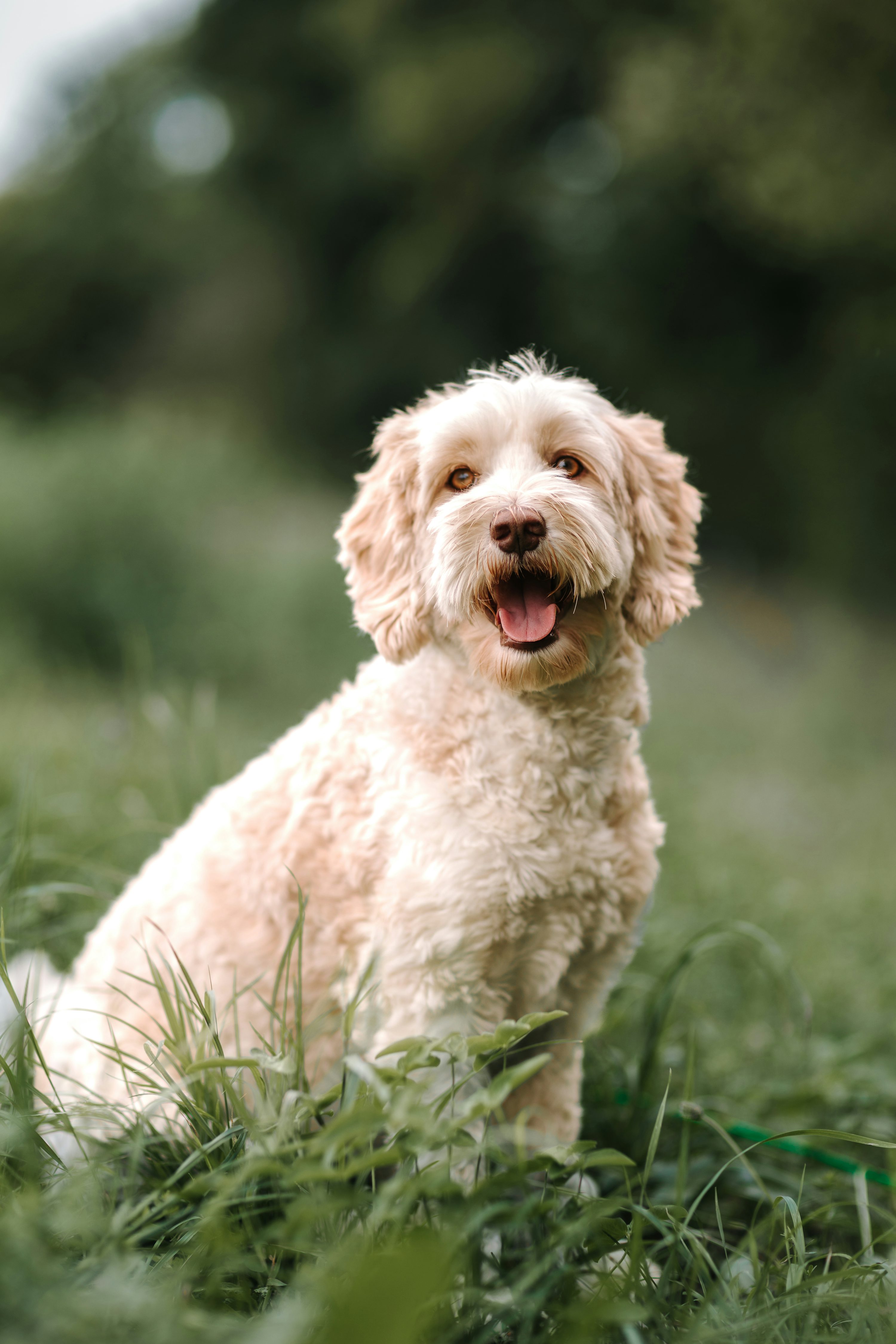 Labradoodle standing in grass