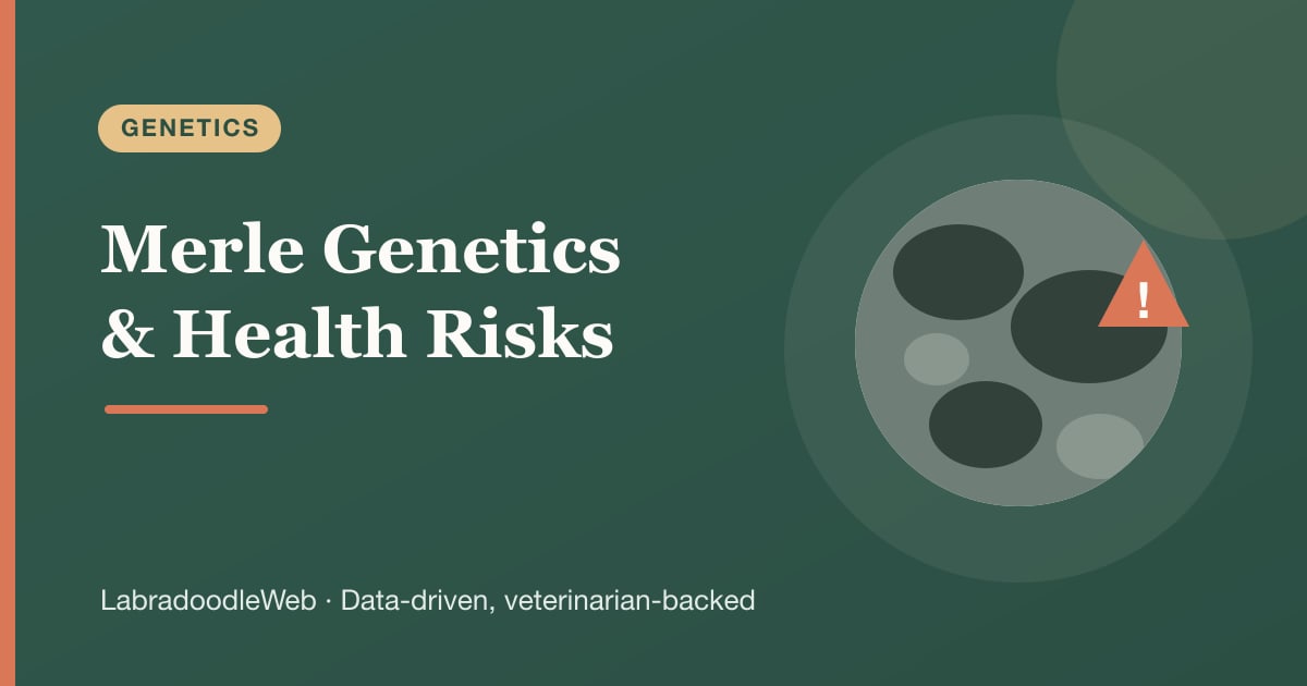 Merle Labradoodles: Genetics, Controversy, and Health Risks
